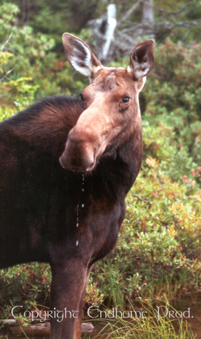 V500 Dribbling Moose