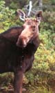 V500 Dribbling Moose