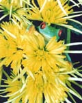 V808yellowsurprise